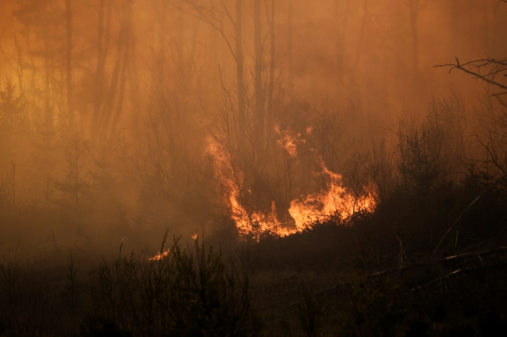 Landscape image of a bushfire affected area