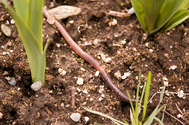 Earthworm  earthworm photos stock pictures, royalty-free photos & images