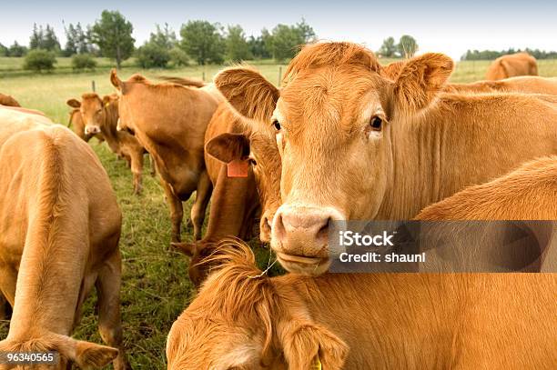Foto de Curioso Vaca e mais fotos de stock de Agricultura - Agricultura, Animal, Animal de Fazenda