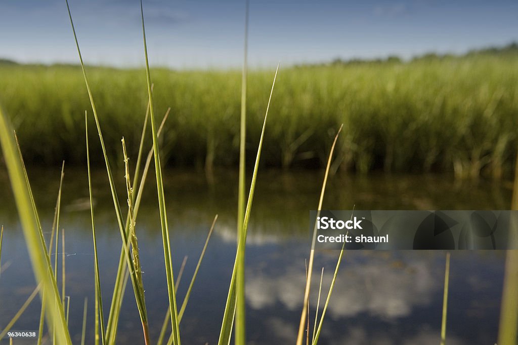 Exuberante Marsh - Foto de stock de Agua libre de derechos