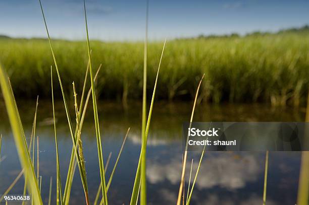 Exuberante Marsh Foto de stock y más banco de imágenes de Agua - Agua, Aire libre, Belleza de la naturaleza