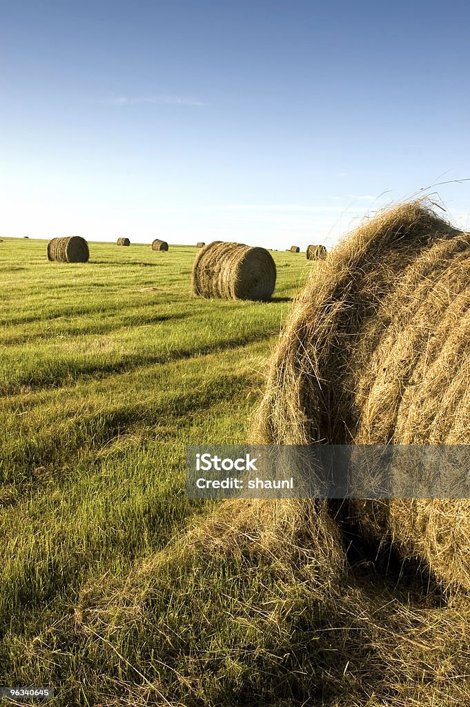 Hay Bales - Lizenzfrei Weizen Stock-Foto