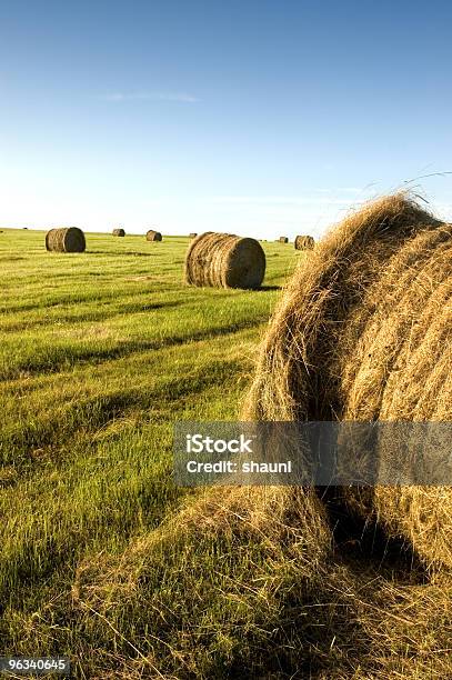 Hay Bales Stockfoto und mehr Bilder von Weizen - Weizen, Füttern, Landschaft