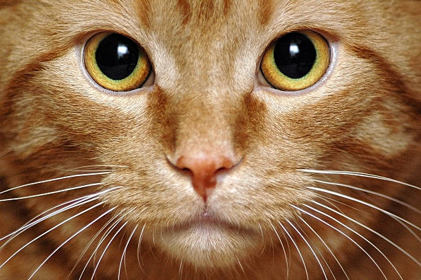 kitty intenso - whisker fotografías e imágenes de stock