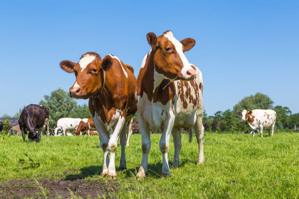 istock Curious  brown cows in the field 963411098