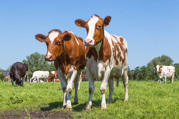 istock Curious  brown cows in the field 963411116