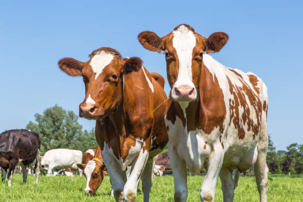 istock Curious  brown cows in the field 963411142