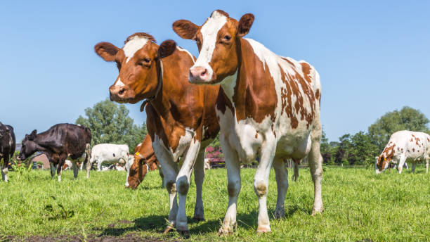istock Curious  brown cows in the field 963411178