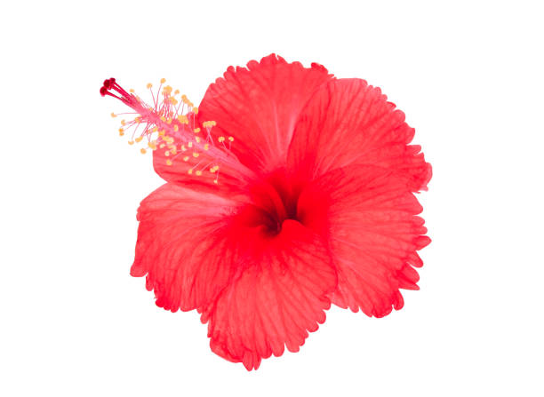 istock single red hibiscus flower isolated on white background 963411582