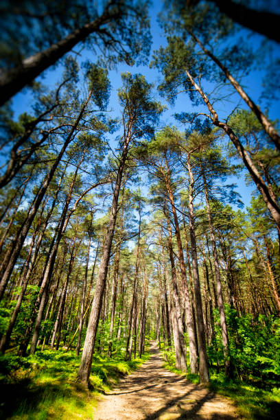 istock Forest path through the pine forest in Wolinski National Park, Poland 963411700