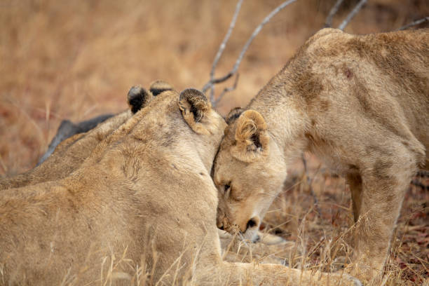 istock Social interaction of lioness and her sister 963411708
