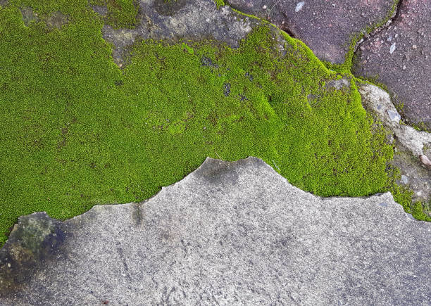 istock green moss on dirty cement floor 963412052
