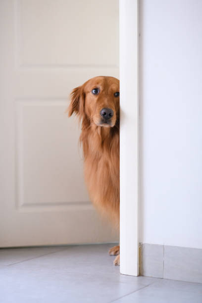 istock Golden Retriever at the door 963412322
