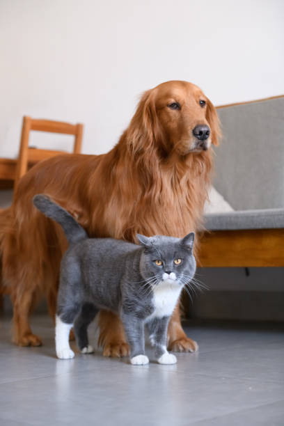 istock Golden Retriever and Cat 963412332