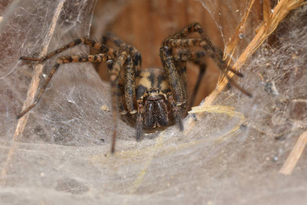 istock hunter spider lurking and watching from the web nest 963412670