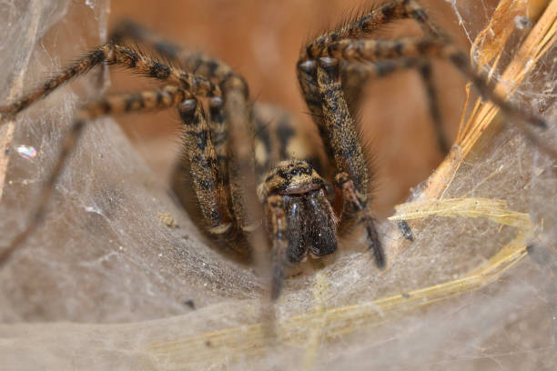 istock hunter spider lurking and watching from the web nest 963412762