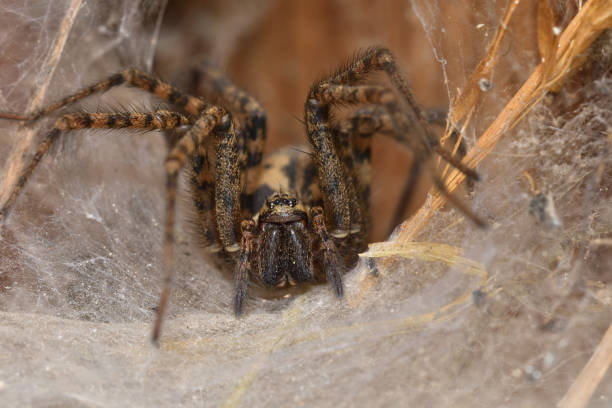 istock hunter spider lurking and watching from the web nest 963412952