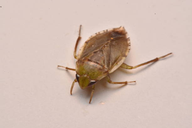 istock Giant Water Bug Nymph Family Belostomatidae 963413120