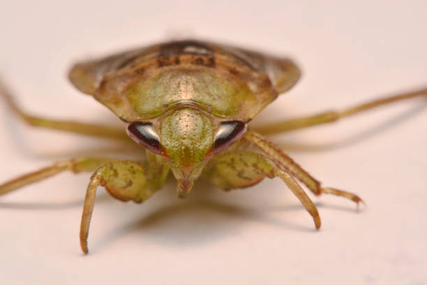 istock Giant Water Bug Nymph Family Belostomatidae 963413278