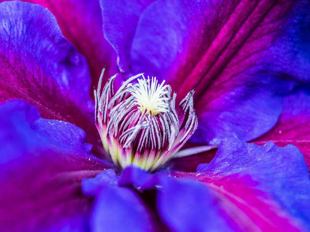 istock Purple and Red Clematis photographed and a Macro 963416416