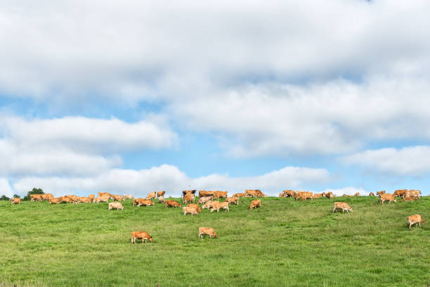 istock Farm landscape with cows on the P317-road 963416474