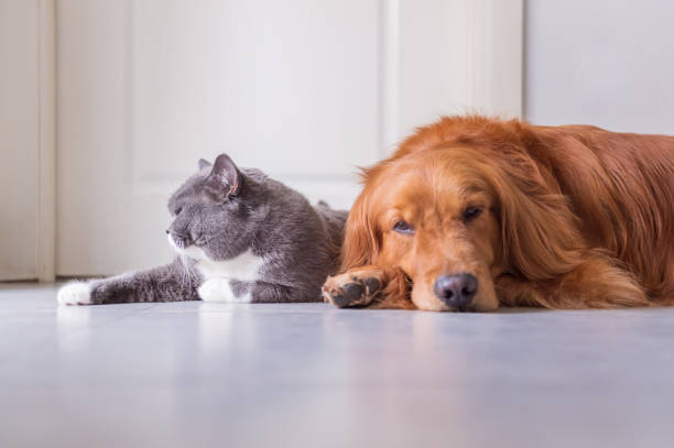 istock British Shorthair and Golden Retriever 963416526
