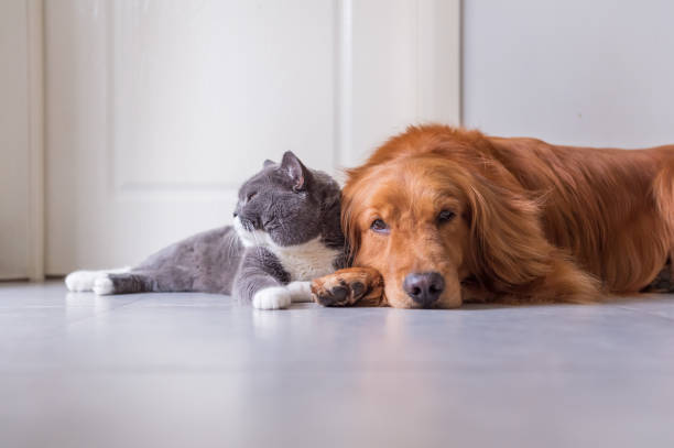 istock British Shorthair and Golden Retriever 963416582