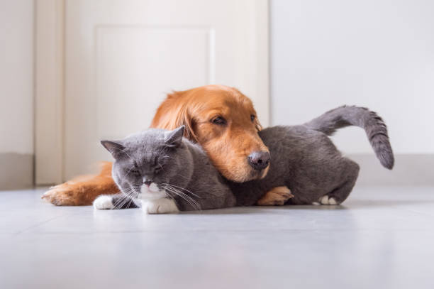 istock British Shorthair and Golden Retriever 963416616