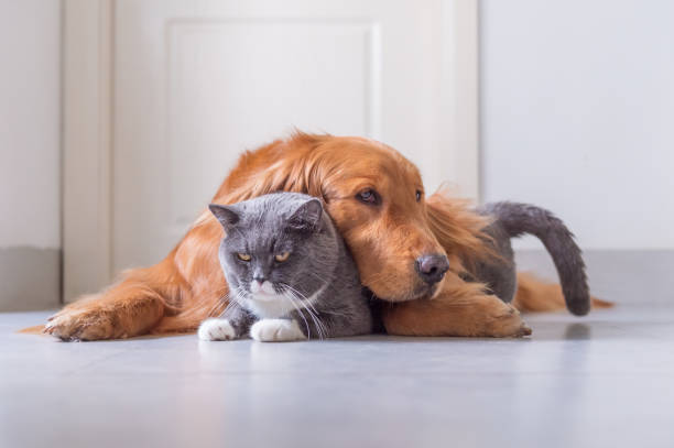 istock British Shorthair and Golden Retriever 963416646