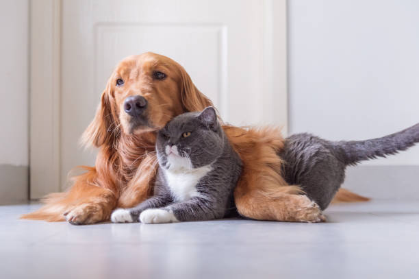 istock British Shorthair and Golden Retriever 963416656
