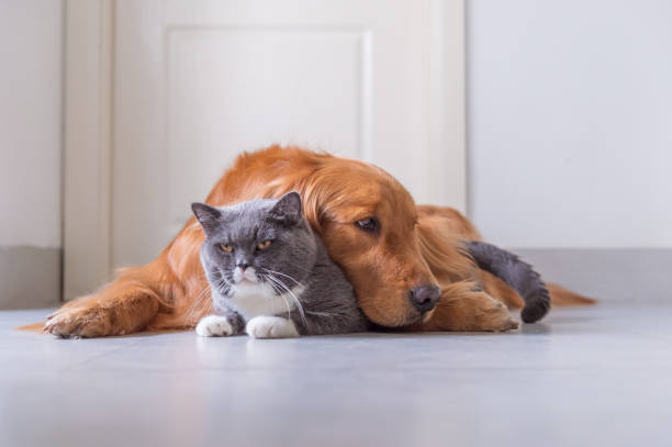 istock British Shorthair and Golden Retriever 963416658