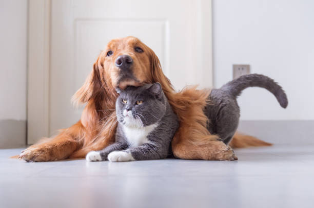istock British Shorthair and Golden Retriever 963416668