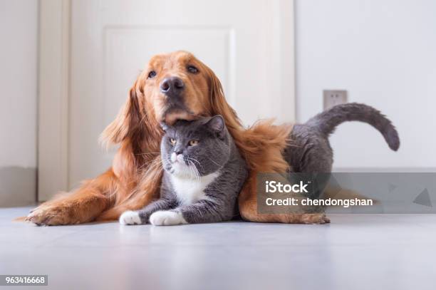 British Shorthair And Golden Retriever Stock Photo - Download Image Now - Domestic Cat, Dog, Embracing