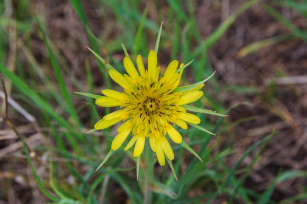 Rudbeckia plants, the Asteraceae yellow and brown flowers, common names of coneflowers and black eyed susans. Positive and happy feeling in spring given by flowers