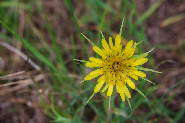 Tragopogon pratensis. A plant in Asteraceae with bright yellow flowers, long bracts and linear lanceolate leaves