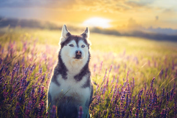 istock Husky sitting in lilac flowers on sunset background 963422320