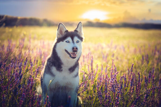 istock Husky sitting in lilac flowers on sunset background 963422488