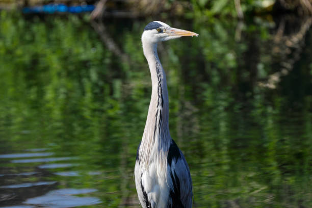 istock Grey heron Ardea cinerea standing upright with water background 963423660