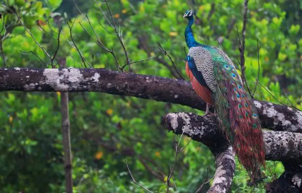 beauty of peacock