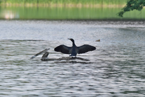 istock cormorant flaping with wings on the water lake 963427608