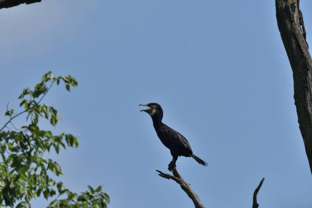 istock cormorants sitting high on the twig of tree 963427632