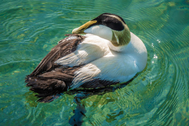 A pretty duck in a pond at Batu secret zoo