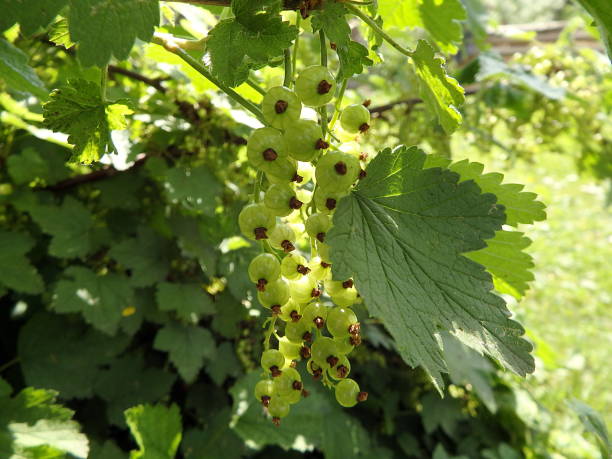 istock Green immature fruits of currant 963428416