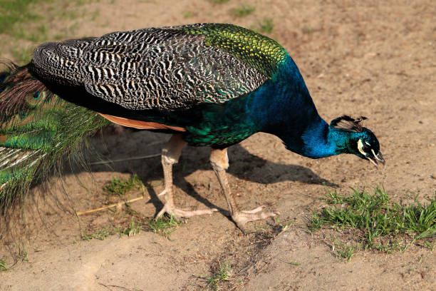 istock Male blue indian peafowl 963431496