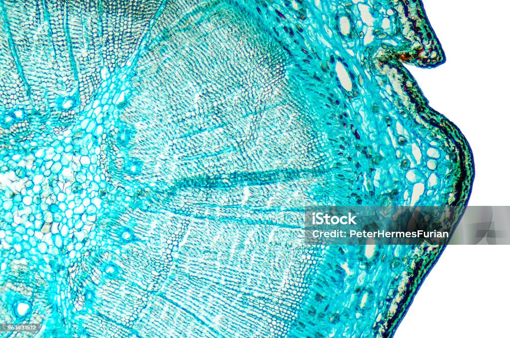 Pine mature wood cross section under microscope Pine mature wood cross section. Light microscope slide with microsection of an evergreen conifer in the genus Pinus. Plant anatomy. Biology. Photo. Microscope Stock Photo