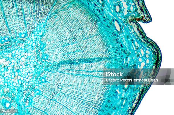 Pine Mature Wood Cross Section Under Microscope Stock Photo - Download Image Now - Microscope, Biological Cell, Magnification