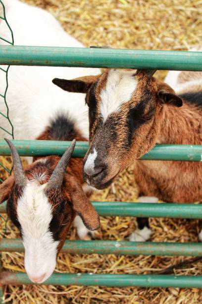 istock Goats on a farm in Portugal 963432004