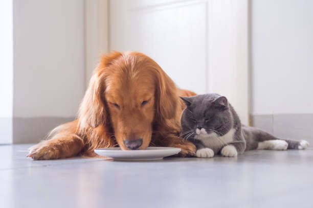 istock British short hair cat and golden retriever 963432332