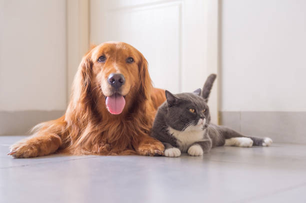 istock British short hair cat and golden retriever 963432372