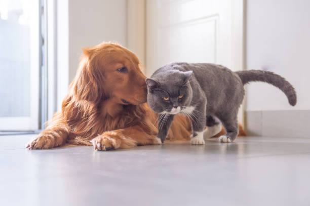istock British short hair cat and golden retriever 963432388